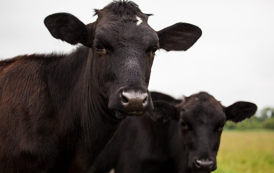 Cattle are the largest agricultural source of methane, a harmful greenhouse gas.