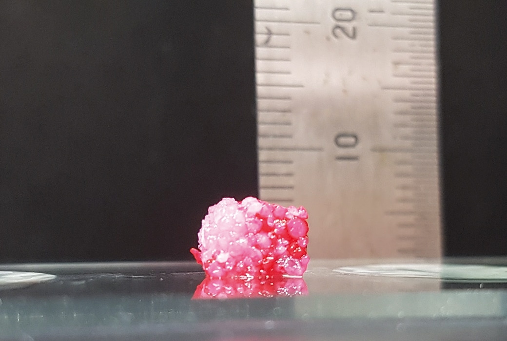 A 3D printed cylinder of stem cell derived meat that replicates the structure of Wagyu beef.