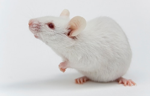 Multiple studies confirm NMN’s ability to combat ageing, promote vitality and extend healthspan in mice.
