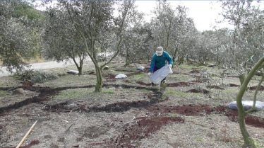 Utilization in Olive Groves Operated by the Olive Foundation