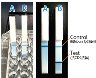 A: en blanco; B: muestra Uso del kit de inmunocromatografía Exorapid-qIC para vesículas extracelulares (Izquierda: durante la prueba; Derecha: prueba completa)