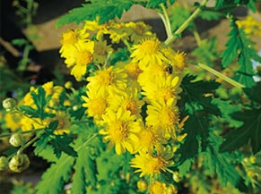 Kikutanigiku(a kind of chrysanthemum)