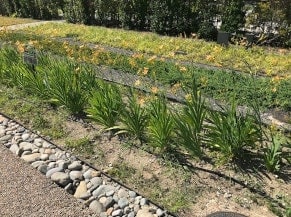 blackberry lilies