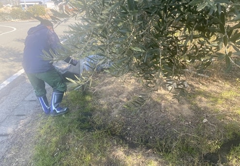 Scattering Charcoal at a Setouchi Olive Grove