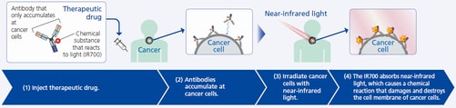 Mechanism of How Cancer Photoimmunotherapy Works