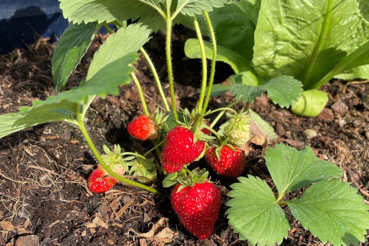 Fresa plantada en el jardín corporativo