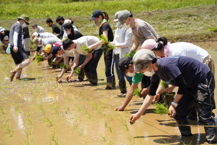 Shimadzu employees experienced rice planting