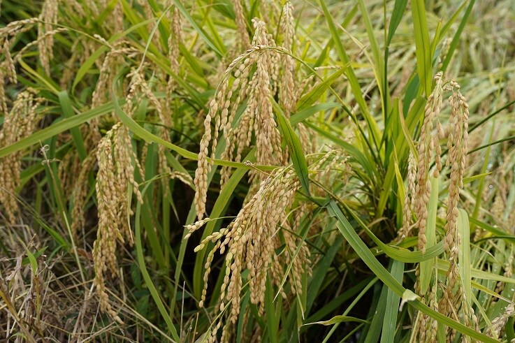 Rice growing well