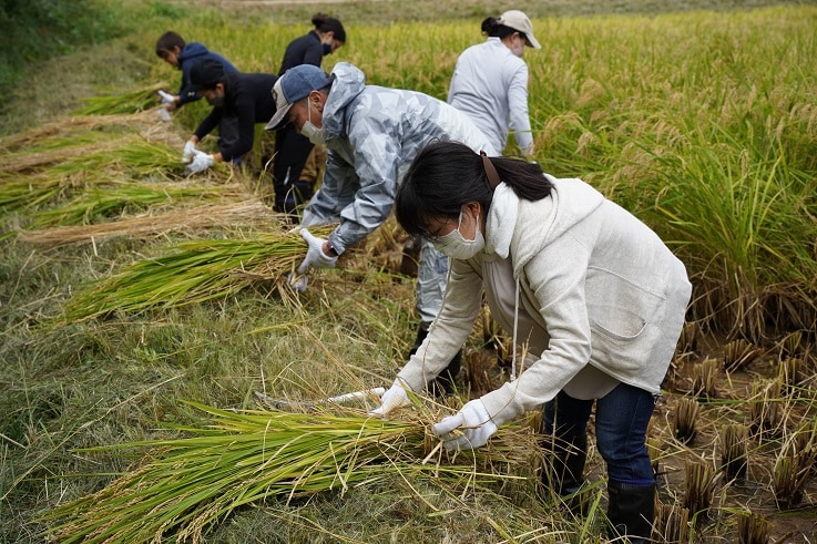 Rice harvesting by employees