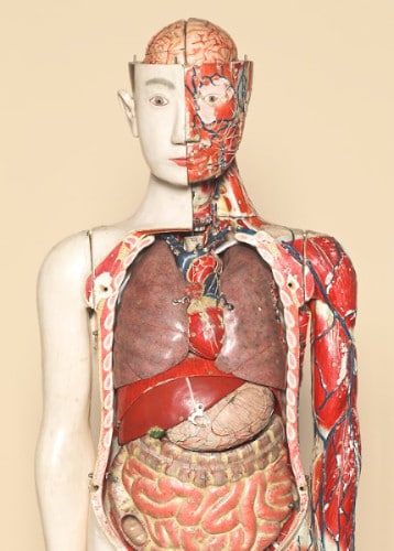 Human Anatomical Model from Shimadzu