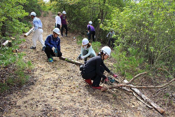 The longstalk holly trees were cut into one-meter-long pieces to facilitate transportation