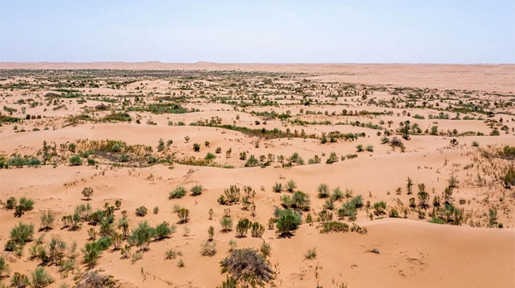 The Tengger Desert where tree saplings were planted