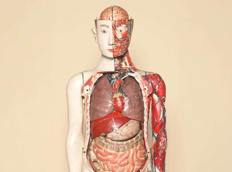 Model of the human body